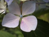 20070815003839-florportugal.jpg